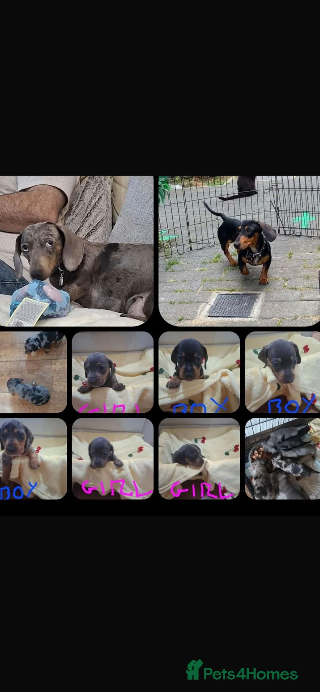 Dachshund dogs for sale: Dachshund puppies in London - Advert 2