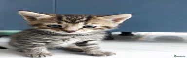 Mixed Breed Kitten 2
