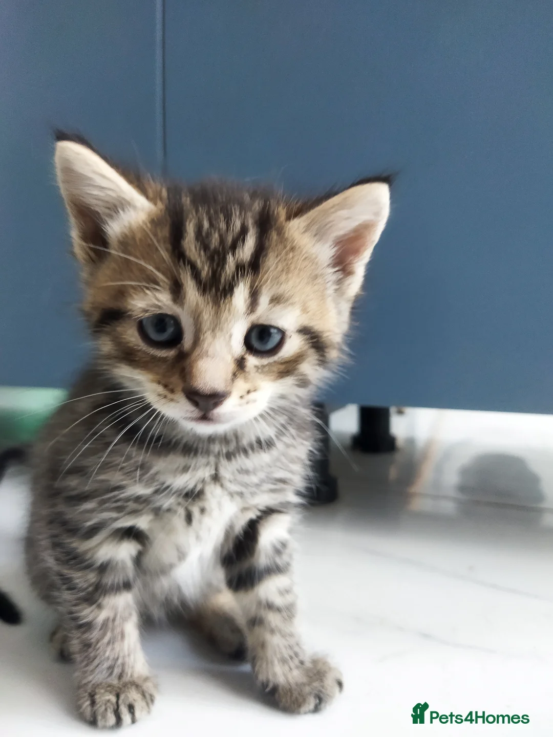 Mixed Breed cats for sale: Lovely kitten ready  for new home  - Advert 1