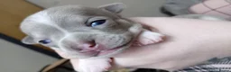 Chihuahua dogs for sale: Stunning Chihuahua puppies Blue lilac Chocolate  - Advert 2
