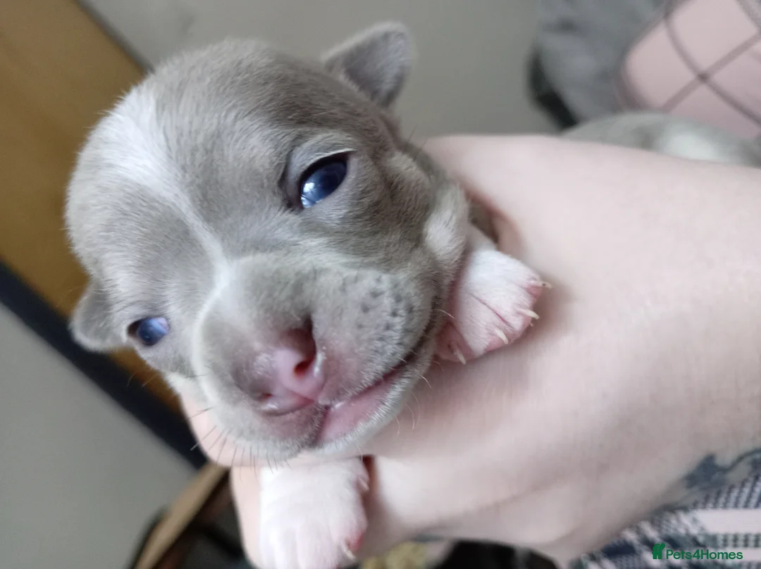 Chihuahua dogs for sale: Stunning Chihuahua puppies Blue lilac Chocolate  - Advert 2