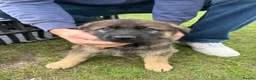 German Shepherd dogs for sale: Beautiful playful German shepherd pups in Rochford - Advert 21