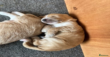 Cockapoo dogs - Advert 8