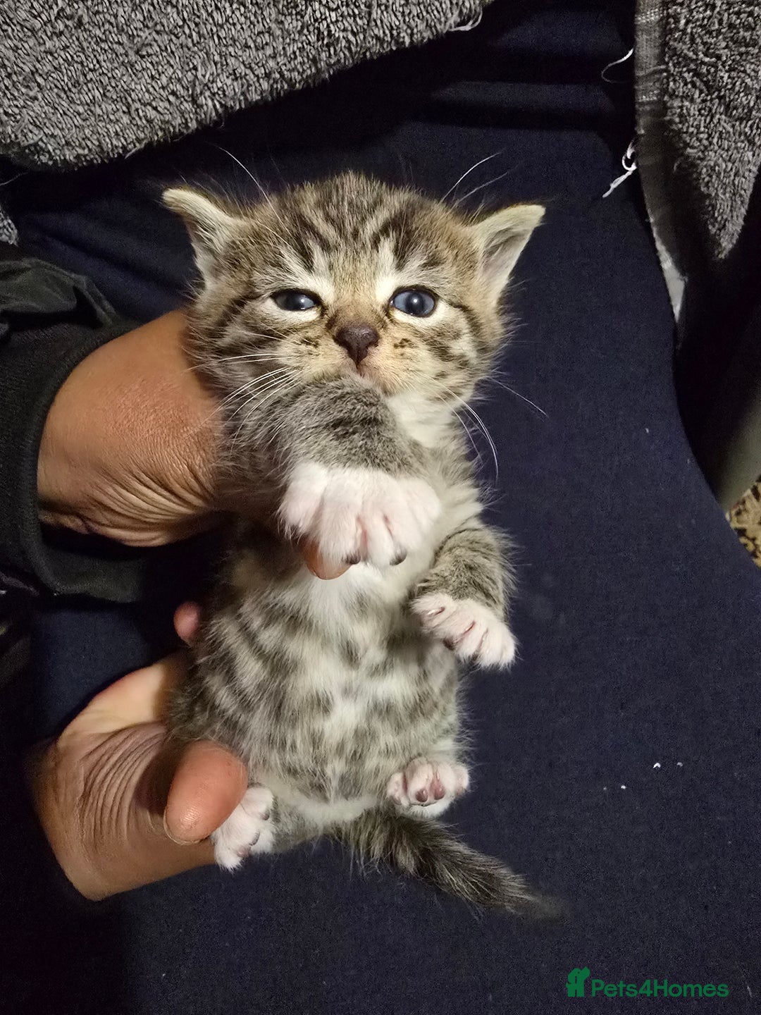 Bengal cats for sale: Beautiful BengalxBlack BengalxHimalayan Kittens - Advert 4