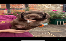 Cockerdor dogs for sale: One boy cockerdor puppy-Ready to go this weekend  - Image 1
