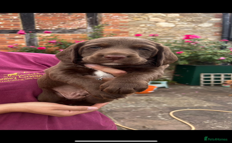 Cockerdor dogs - Advert 5