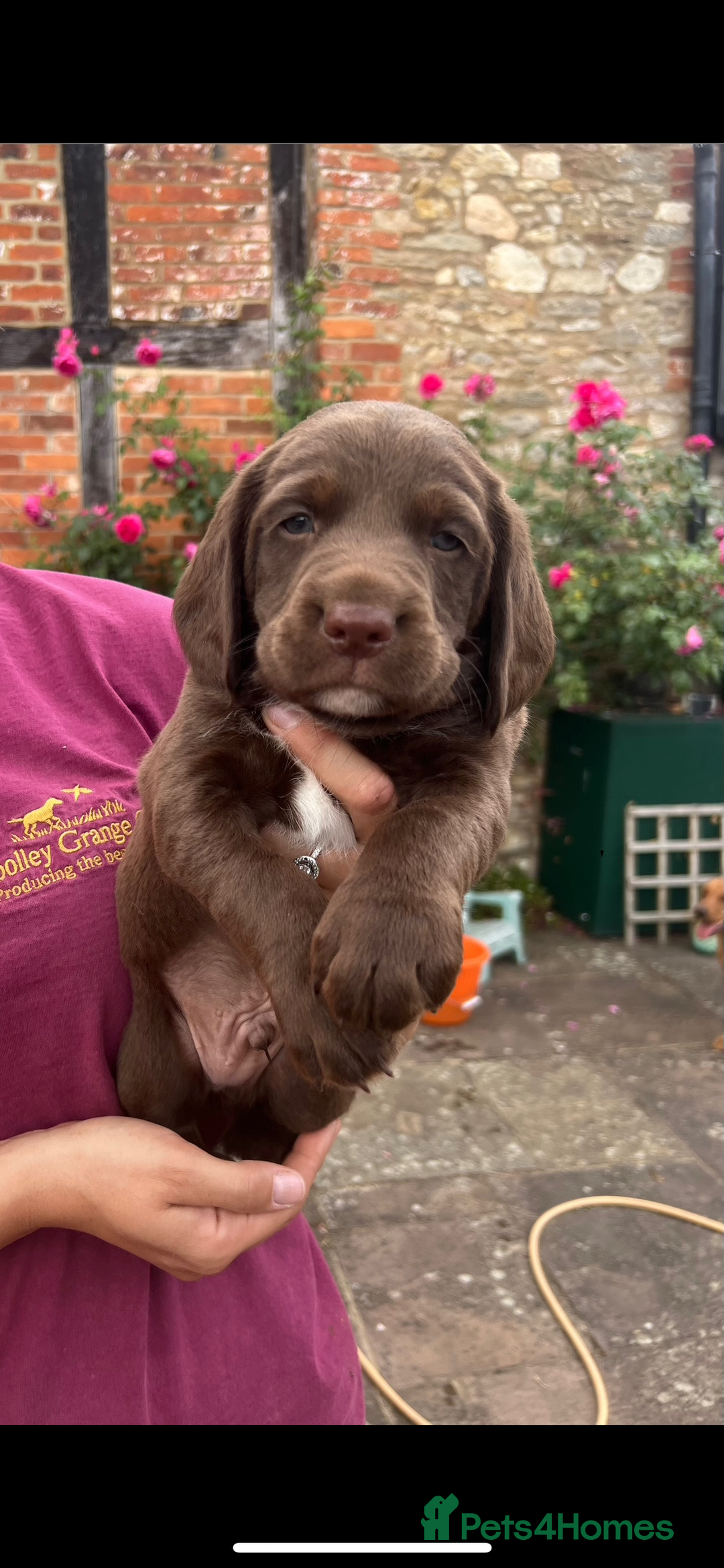 Cockerdor dogs for sale: One boy cockerdor puppy-Ready to go this weekend  - Image 1