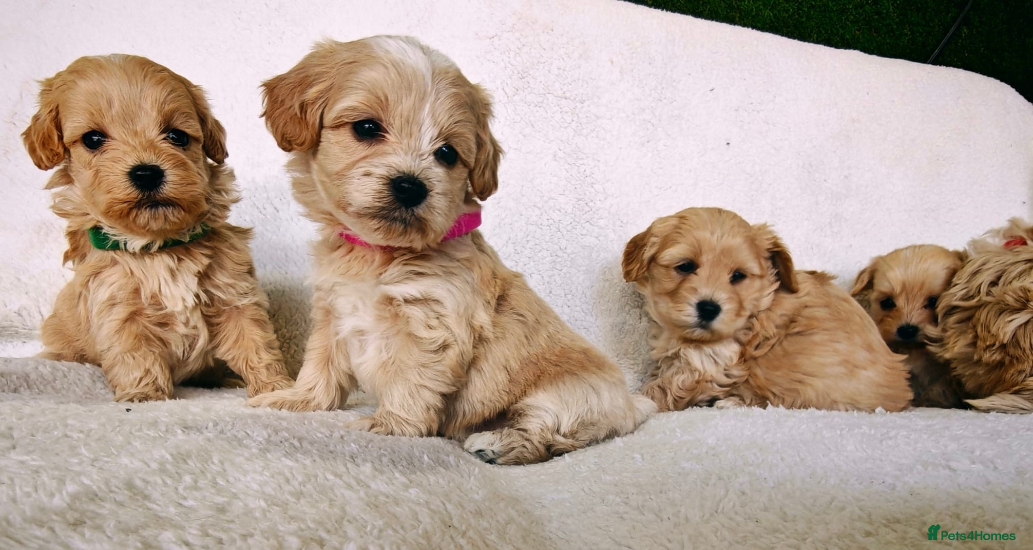 Maltipoo dogs for sale: Miniature Maltipoo Puppies - Advert 1