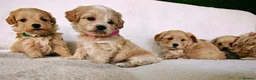 Maltipoo dogs for sale: Miniature Maltipoo Puppies - Advert 12