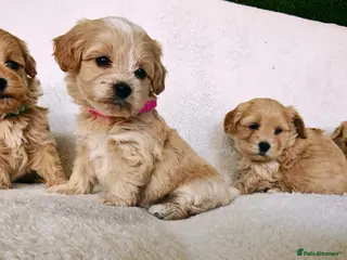Maltipoo dogs Miniature Maltipoo Puppies - Advert 5