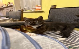 British Shorthair cats for sale: Marvellous kittens looking for home - Image 3