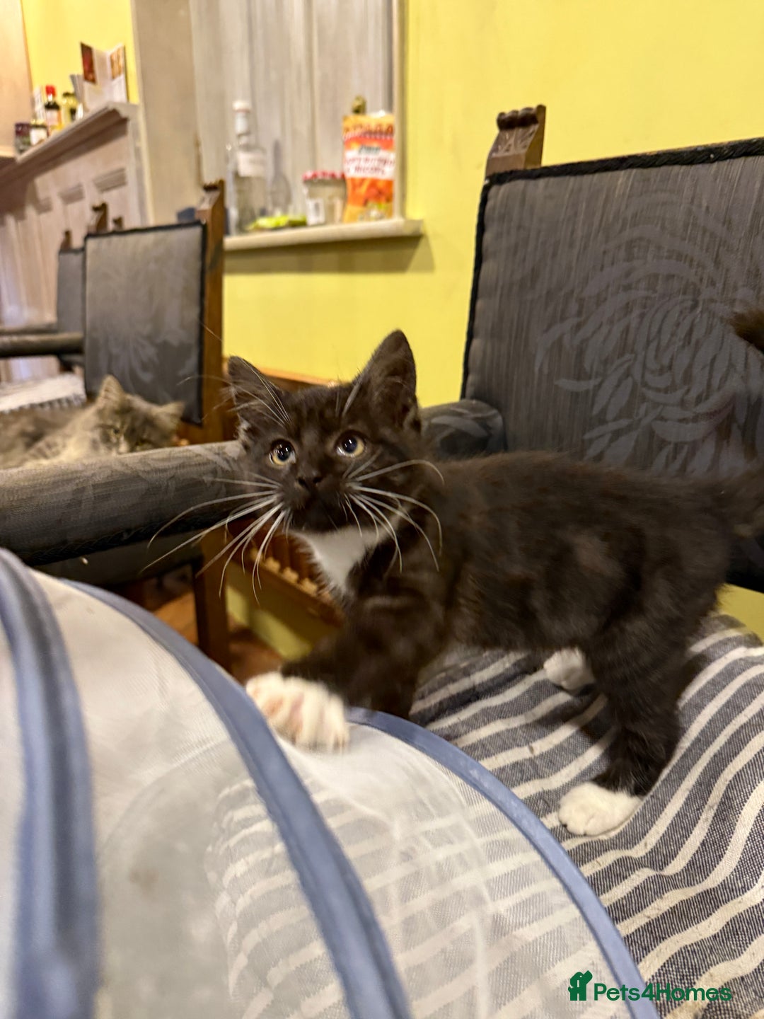 British Shorthair cats for sale: Marvellous kittens looking for home - Image 3
