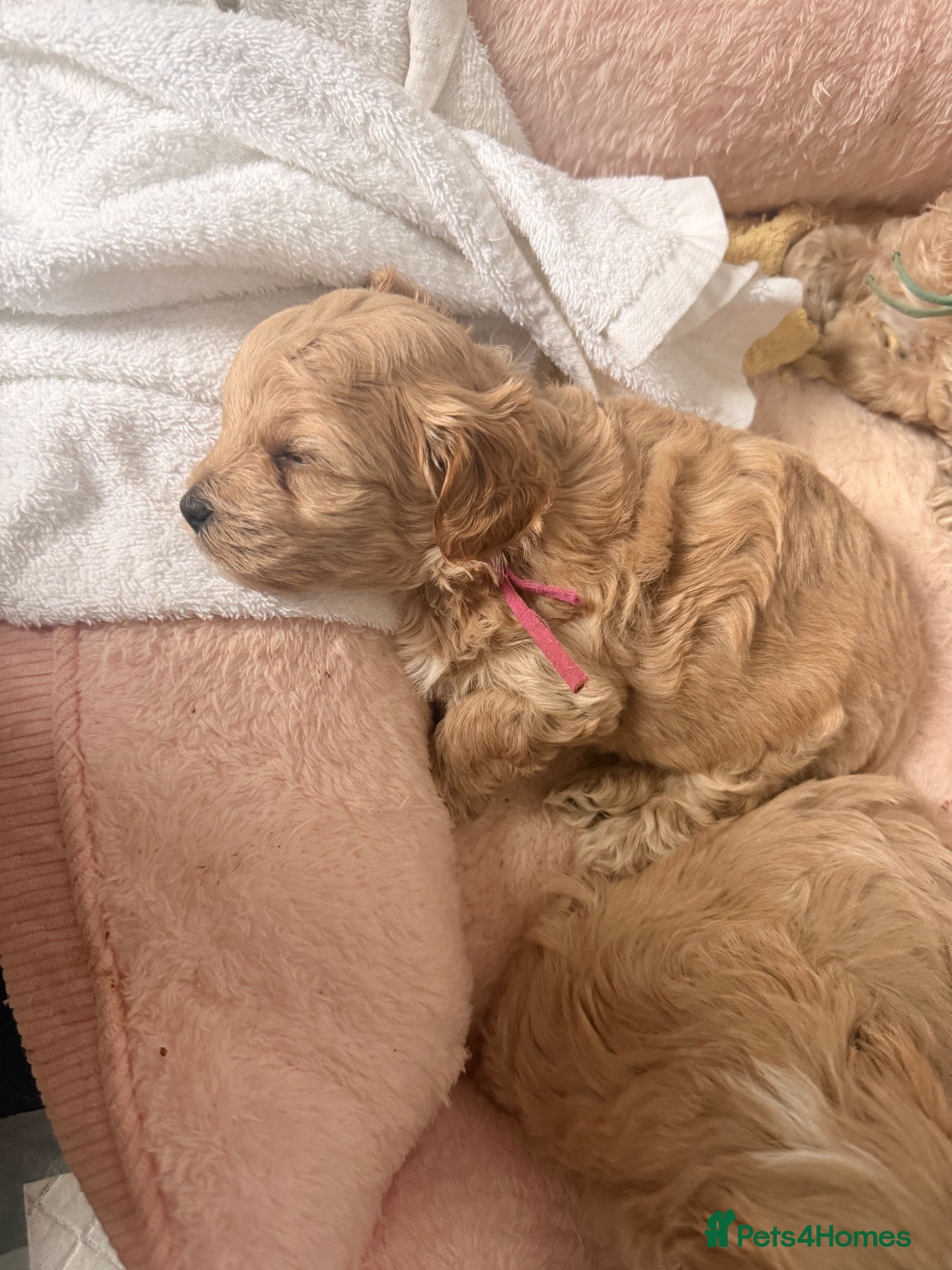 Maltipoo dogs 🩷💙Tiny Maltipoos,KC dna health clear parents 🥰 - Advert 2