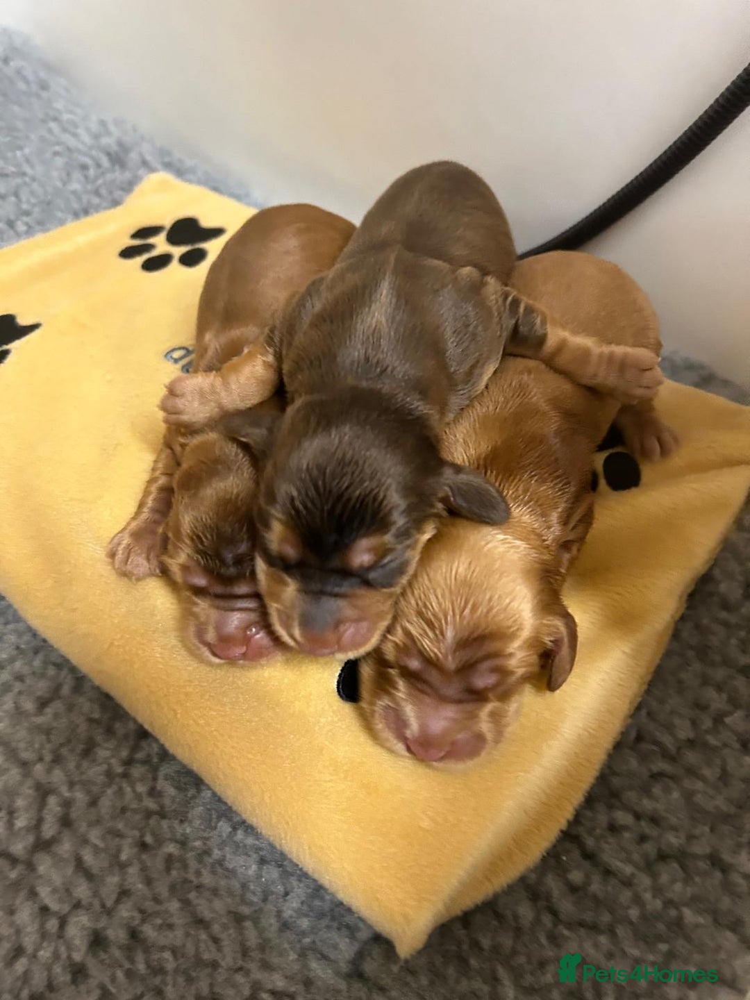 Cocker Spaniel dogs for sale: Show Cocker Spaniel Puppies - Advert 9