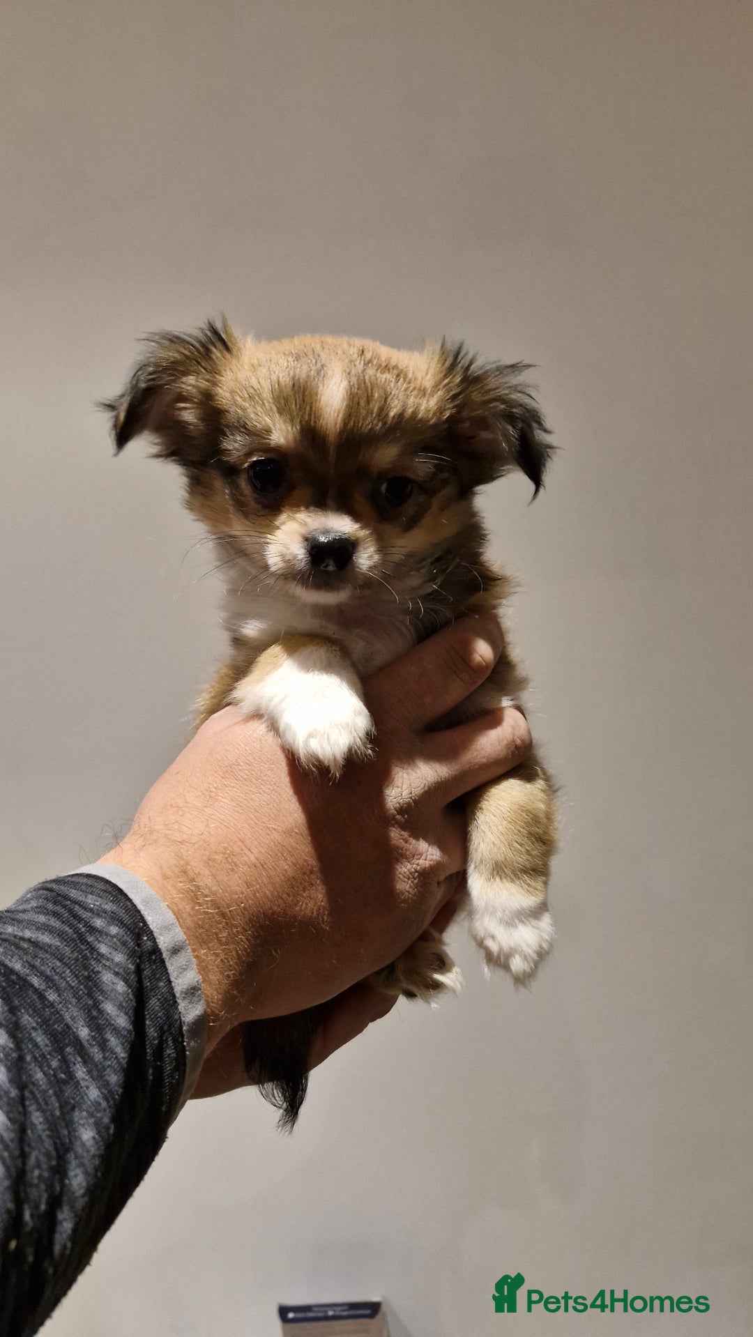 Chihuahua dogs for sale: 🐶READY TO LEAVE🐶 LAST ONE Tiny Chihuahua Puppies - Advert 27