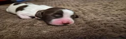 English Springer Spaniel dogs for sale: KC registered English Springer Spaniels - Advert 23