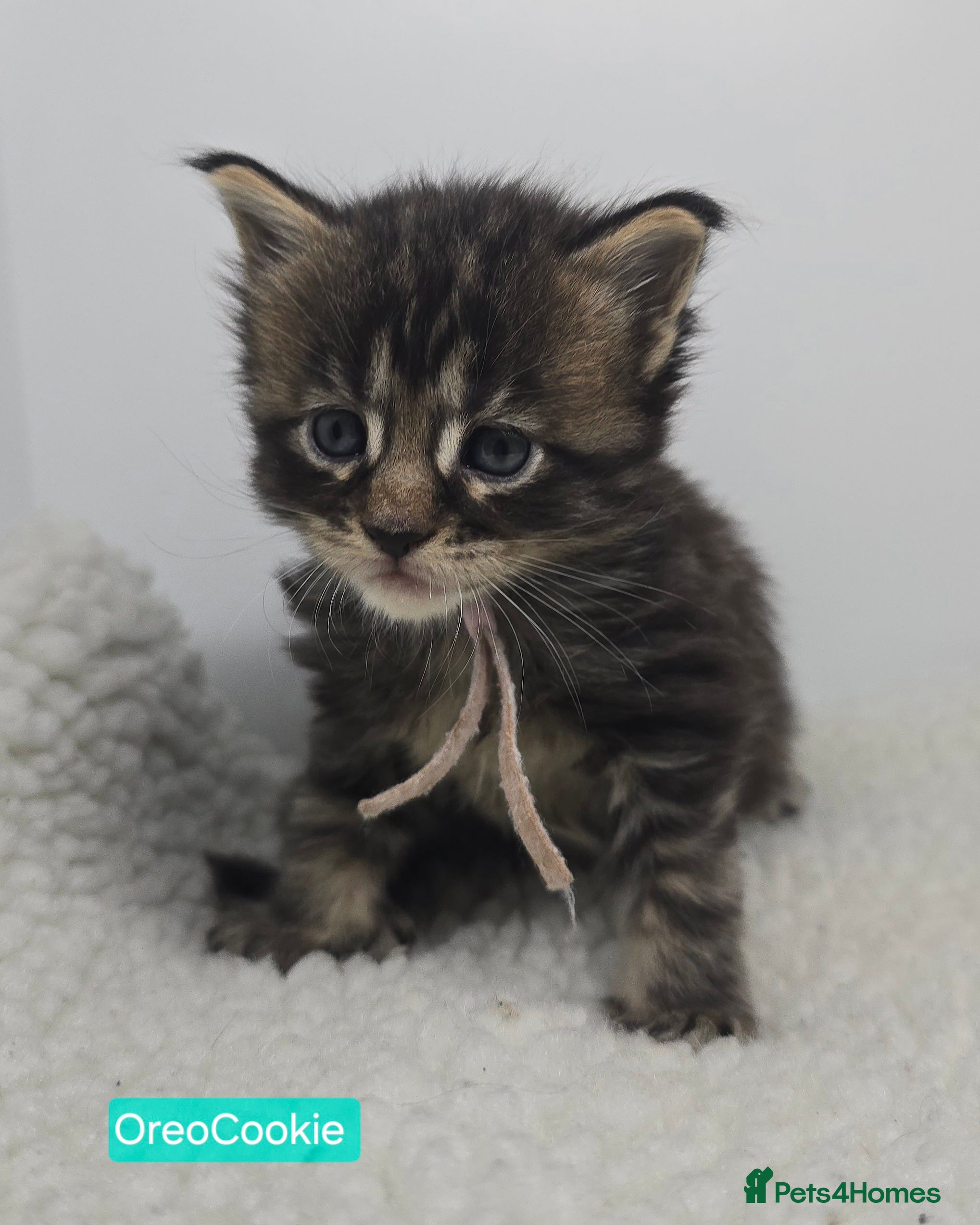 Maine Coon cats Beautiful TICA Pedigree Maine Coon Kittens - Advert 17