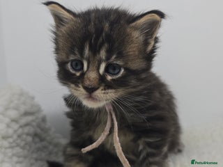 Maine Coon cats Beautiful TICA Pedigree Maine Coon Kittens - Advert 17