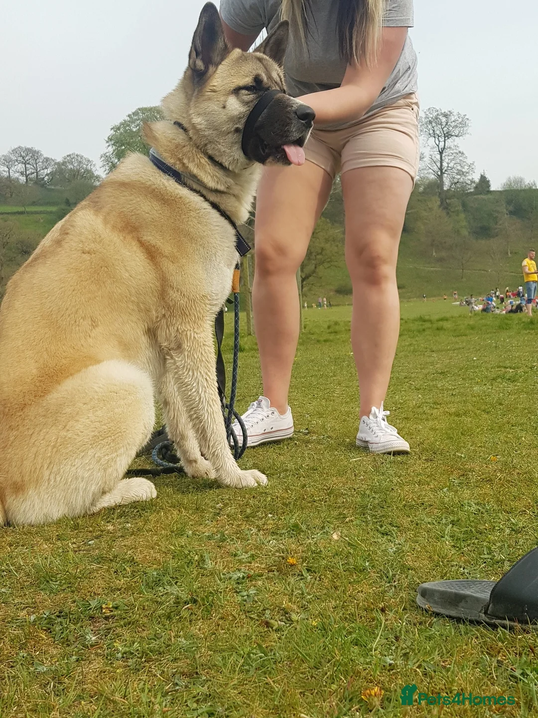 Akita dogs for stud: Akita for stud in Clitheroe - Advert 3