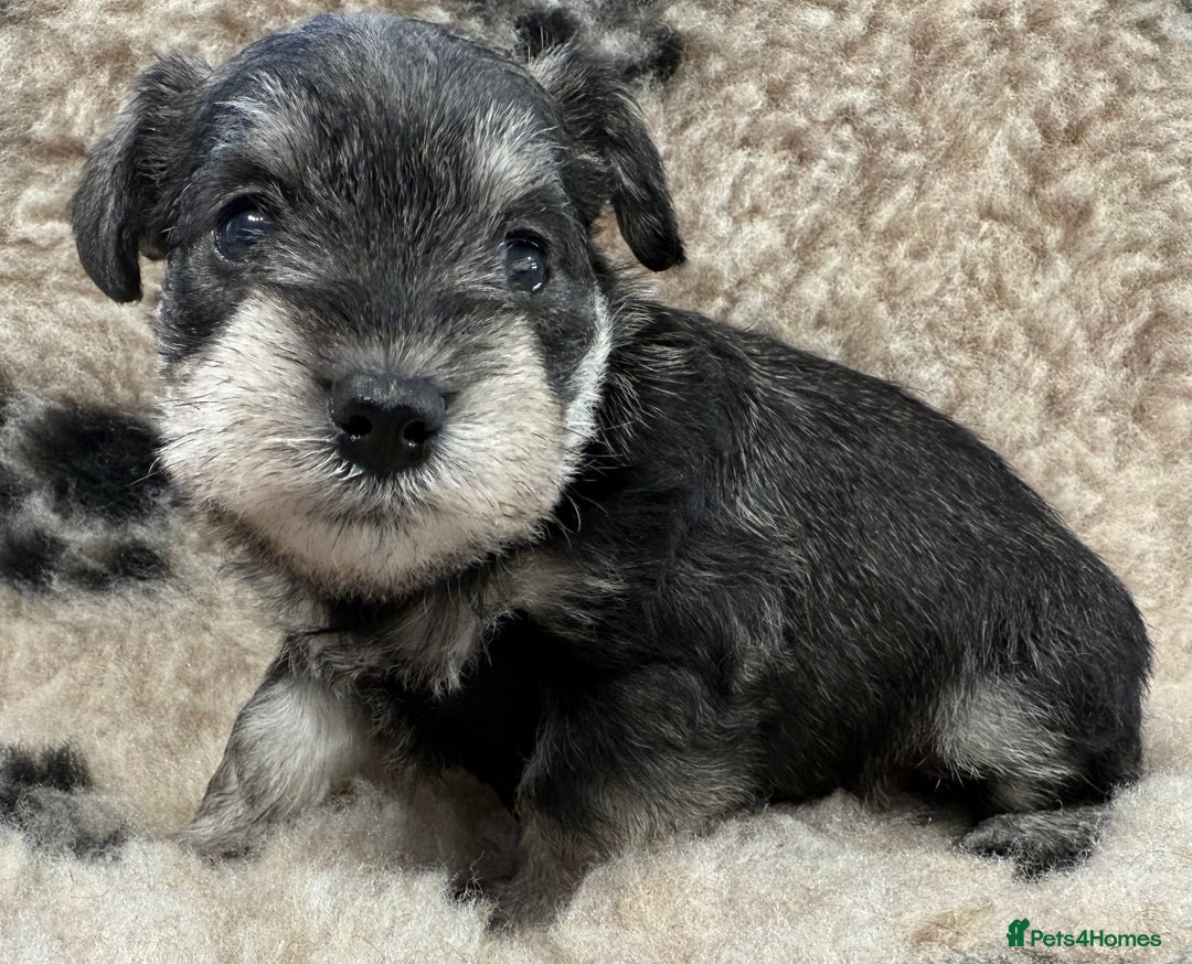 Miniature Schnauzer dogs for sale: Miniature schnauzers pups - Image 22
