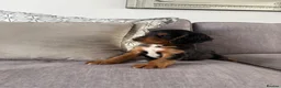 Cocker Spaniel dogs for sale: Beautiful tri coloured cocker spaniel pups   - Advert 9