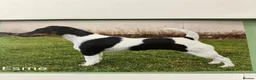 Fox Terrier dogs for sale: This young pair require their forever homes. in Southam - Advert 2