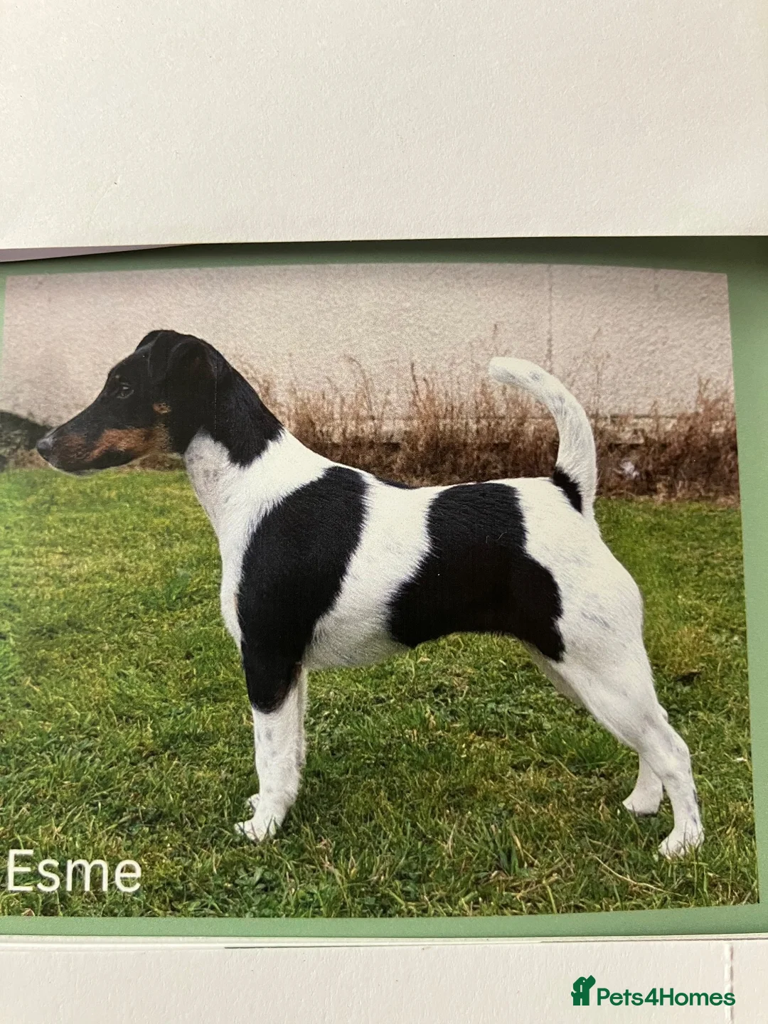 Fox Terrier dogs for sale: This young pair require their forever homes. in Southam - Advert 2