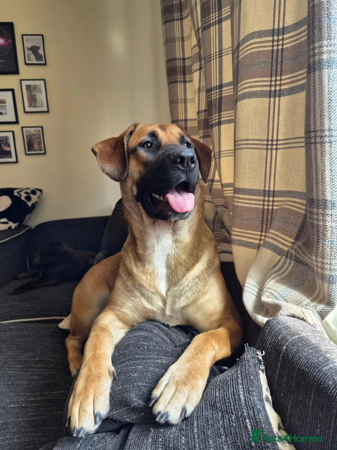 Mixed Breed dogs for sale: 11 month old female mixed breed  - Advert 2
