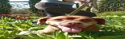 Mixed Breed dogs for adoption: 💙🐶 ALAN – LEFT BEHIND, BUT STILL RUNNING in Burton-on-Trent - Advert 15