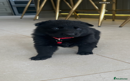 German Shepherd dogs for sale: Outstanding KC Working Line German Shepherd Pups - Image 3