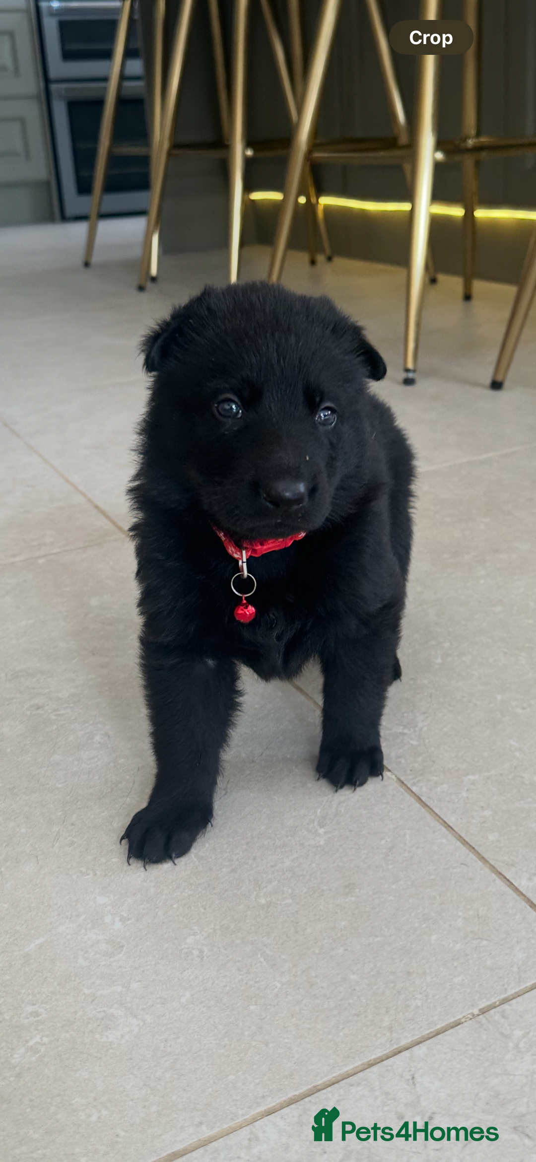 German Shepherd dogs for sale: Outstanding KC Working Line German Shepherd Pups - Image 3