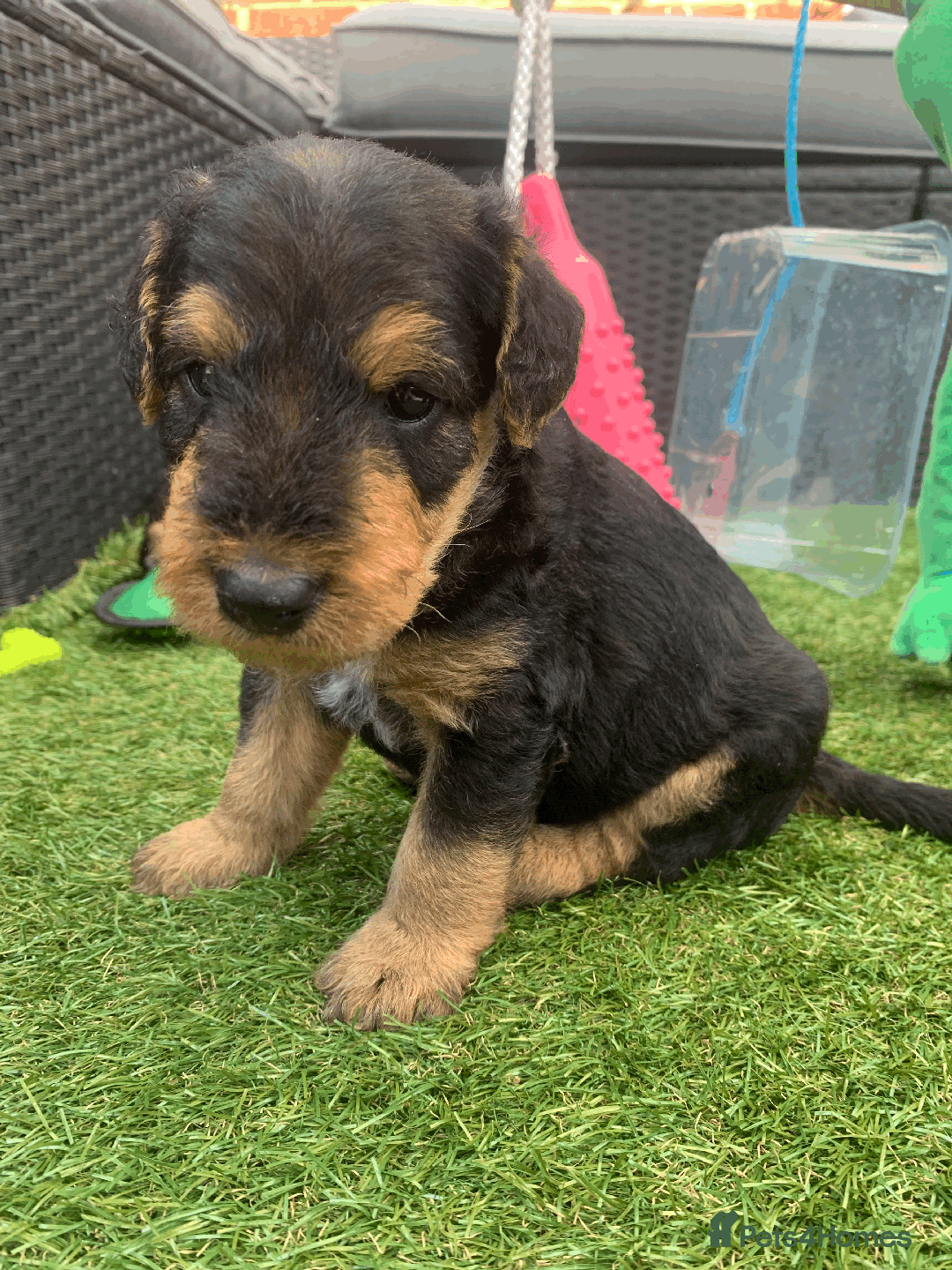 Andrea Berman Airedale Puppy Training Airedale Terrier