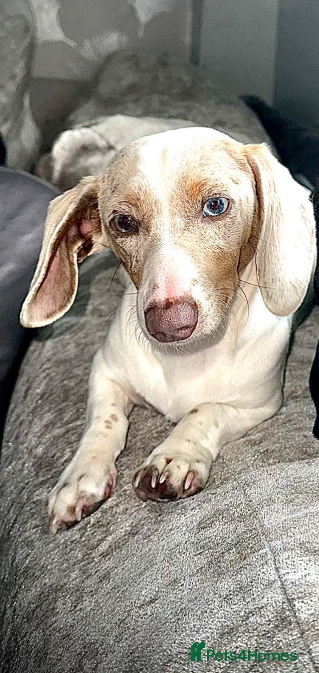 Miniature Dachshund dogs for sale: Miniature Dachshund - Advert 7