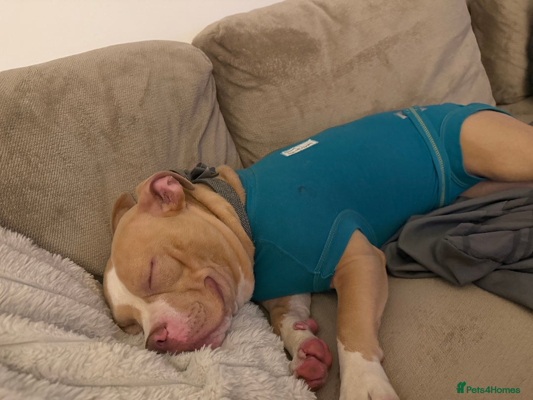 American Bulldog dogs for sale: Rehome - Advert 6