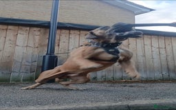 Cane Corso dogs for stud: Russian import cane corso - Image 4