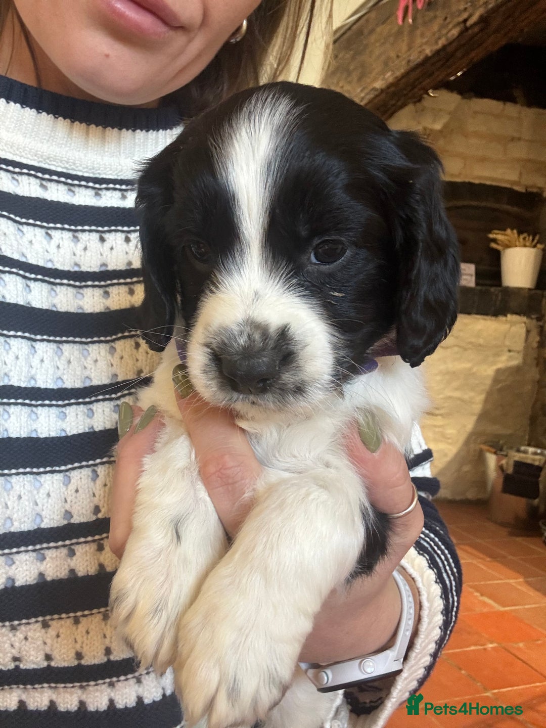 Sproodle dogs for sale: 2x cocker sproodle puppies remaining- ready 16/12 - Advert 6