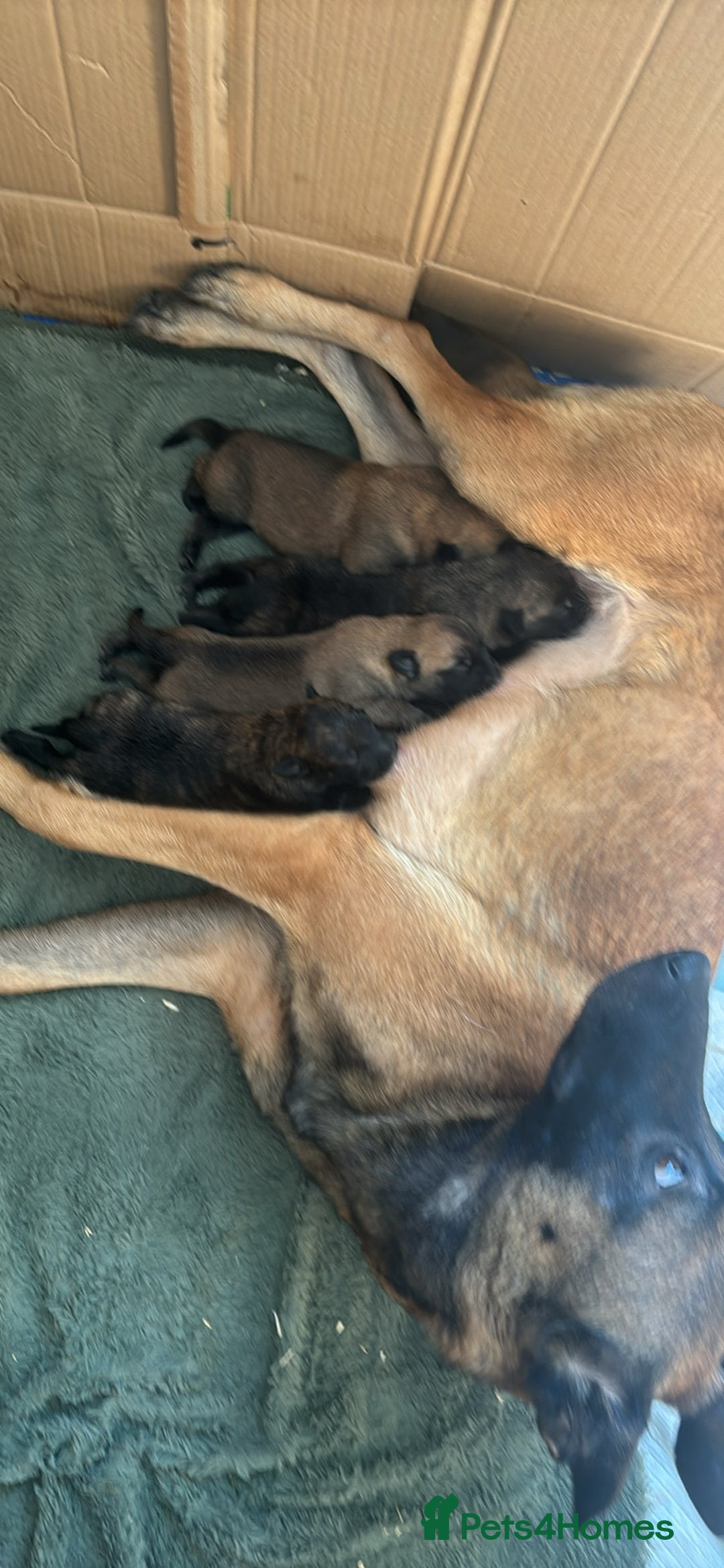 Belgian Shepherd Dog dogs for sale: Belgian malinois  - Image 2