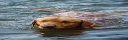Labrador Retriever dogs for sale: 🐾 Beautiful KC-Registered Fox Red Lab Puppies 🐾 - Advert 15