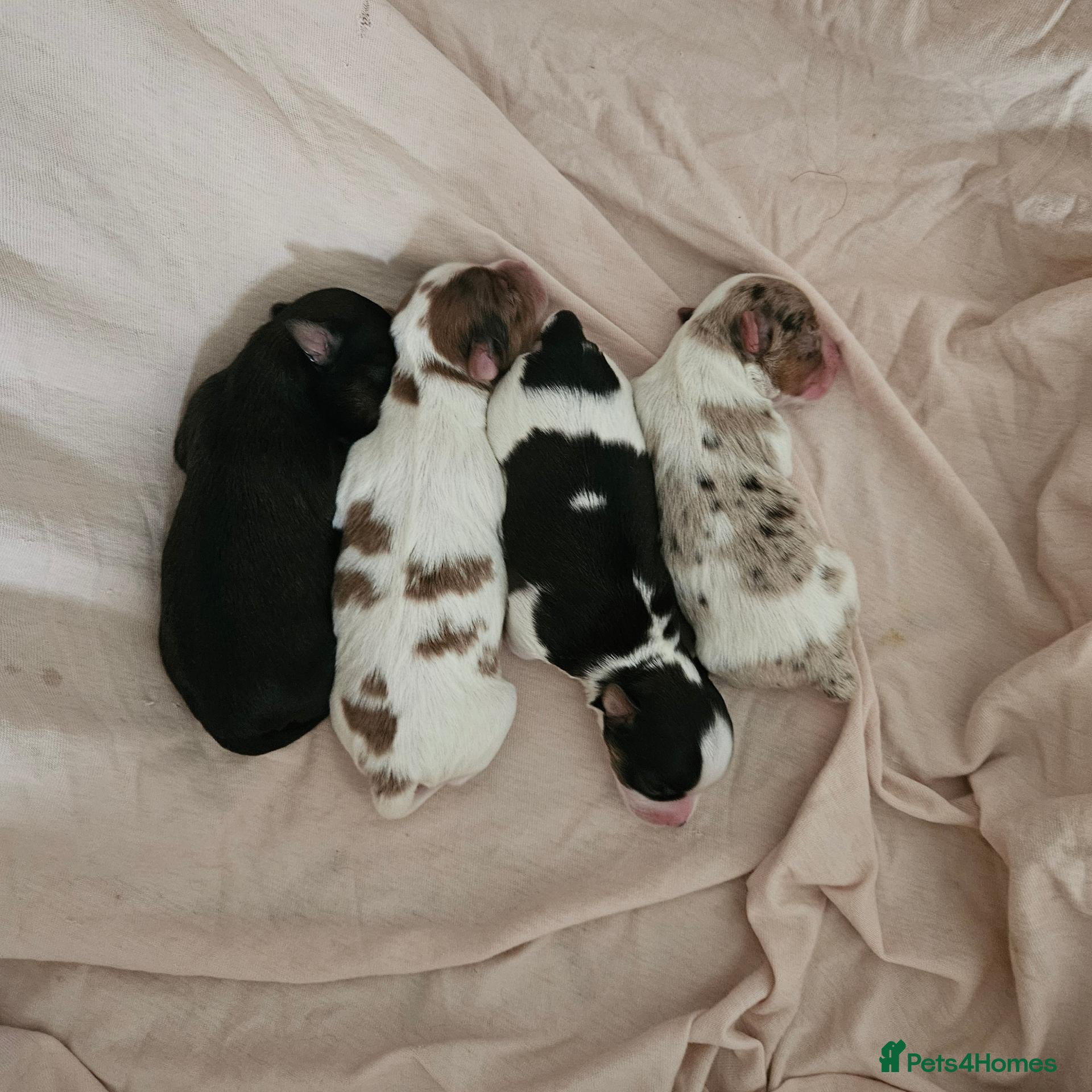Yorkshire Terrier dogs Merle and Sable (Ocean Pearl) Yorkie puppies  - Advert 1