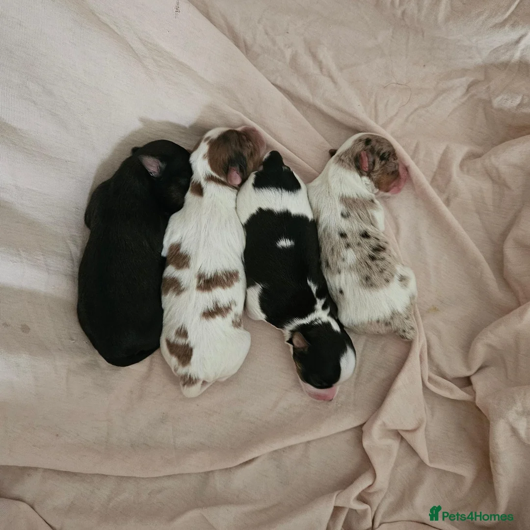 Yorkshire Terrier dogs for sale: Merle and Sable (Ocean Pearl) Yorkie puppies  - Advert 1