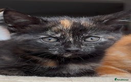 Mixed Breed cats for sale: 1/4 Maincoon dog friendly tortoiseshell girl - Image 4
