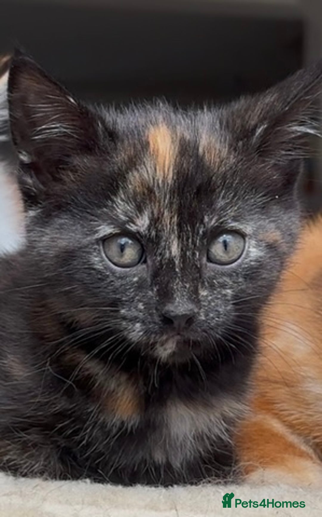 Mixed Breed cats for sale: 1/4 Maincoon dog friendly tortoiseshell girl - Image 4