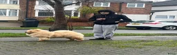Chow Chow dogs for sale: Luna one year old in Birmingham - Advert 2