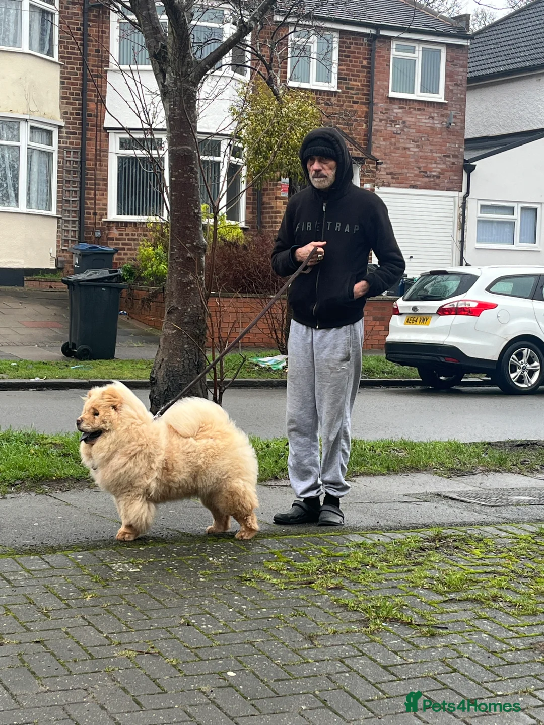 Chow Chow dogs for sale: Luna one year old in Birmingham - Advert 2