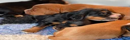 Cocker Spaniel dogs for sale: W/C Spaniel Puppies. Health tested parents - Advert 2