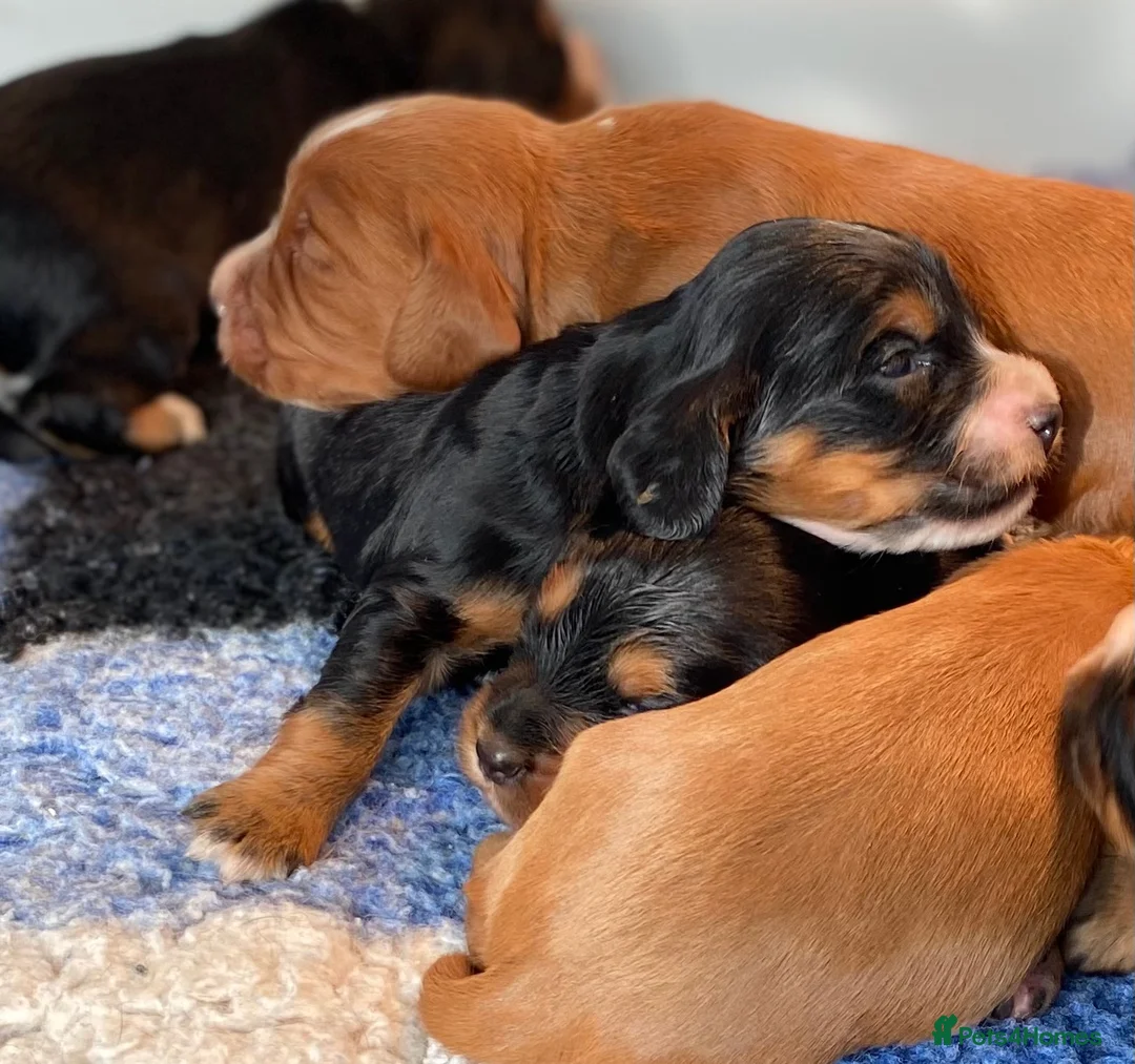Cocker Spaniel dogs for sale: W/C Spaniel Puppies. Health tested parents - Advert 2