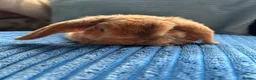 Mini Lop rabbits for sale: 🦋Pure Breed Mini plush lop 🦋 in Halstead - Advert 33