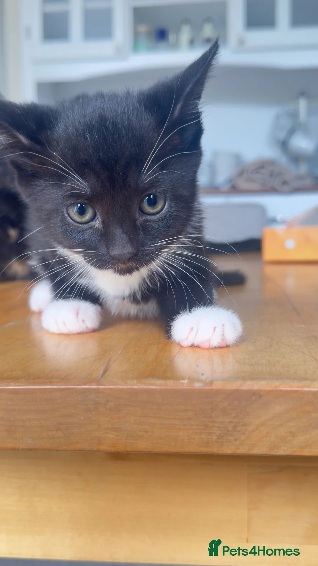 Mixed Breed cats for sale: kitten - Advert 1