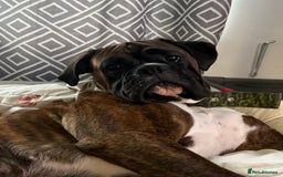 Boxer dogs for sale: Boxer champ bloodline male - Image 3