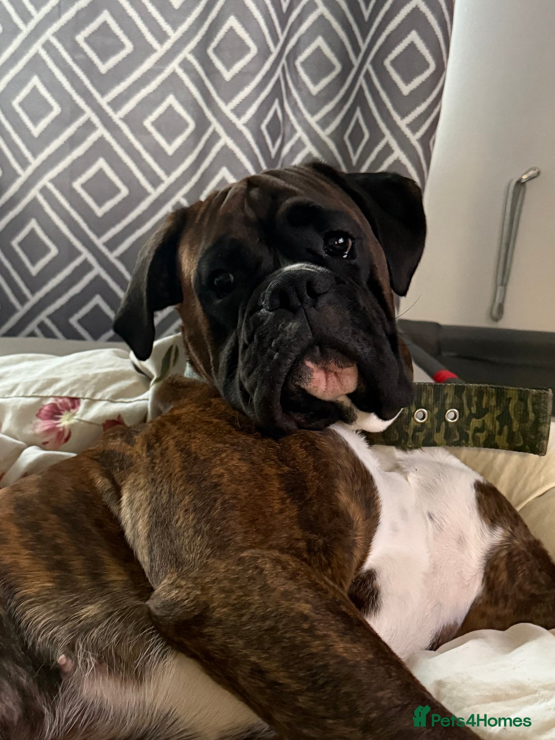 Boxer dogs for sale: Boxer champ bloodline male - Image 3